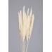 TAIL REED Bleached  30"